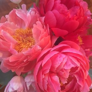 Meet your Posher, Tami